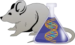 Mouse tPA Genetically Deficient Kidney